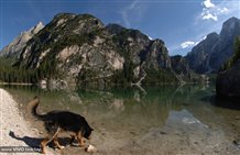 Cane - Lago di Braies in Alto Adige