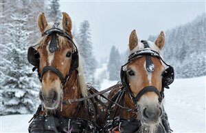 Viaggi in carrozza trainata da cavalli nell'area vacanze Alta Pusteria
