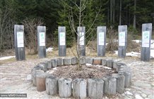 Mondo Magico della foresta