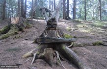 Albero dei picchi - Mondo Magico della foresta a Dobbiaco