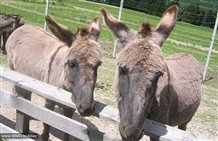 Asino - Parco zoologico