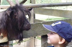 Capra -  Parco zoologico di Dobbiaco nell'area vacanze Alta Pusteria