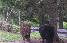 Parco zoologico di Dobbiaco in Alta Pusteria