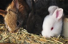 Conigli - Minizoo a Villabassa