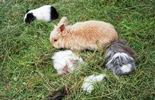 Animali a Villabassa - Minizoo